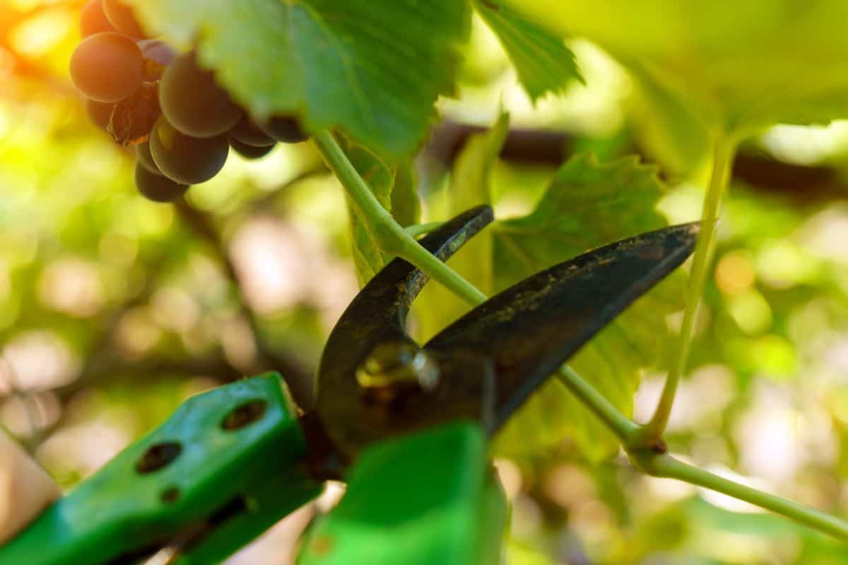 Winegrower pruning a vine with a garden secateurs in the autumn vineyard. Close up. Selective focus