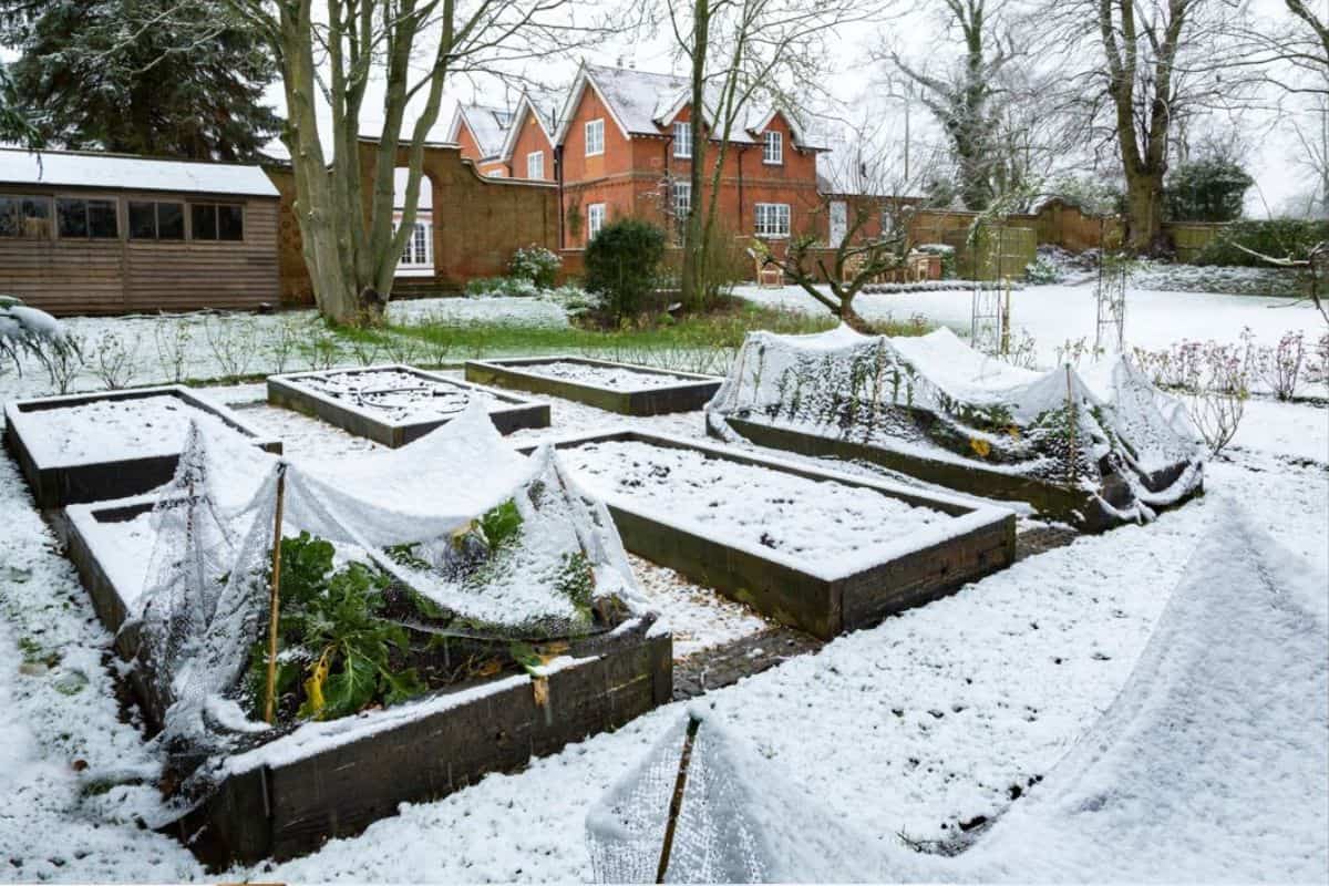 Winter vegetable garden covered in snow with wooden raised beds, UK
