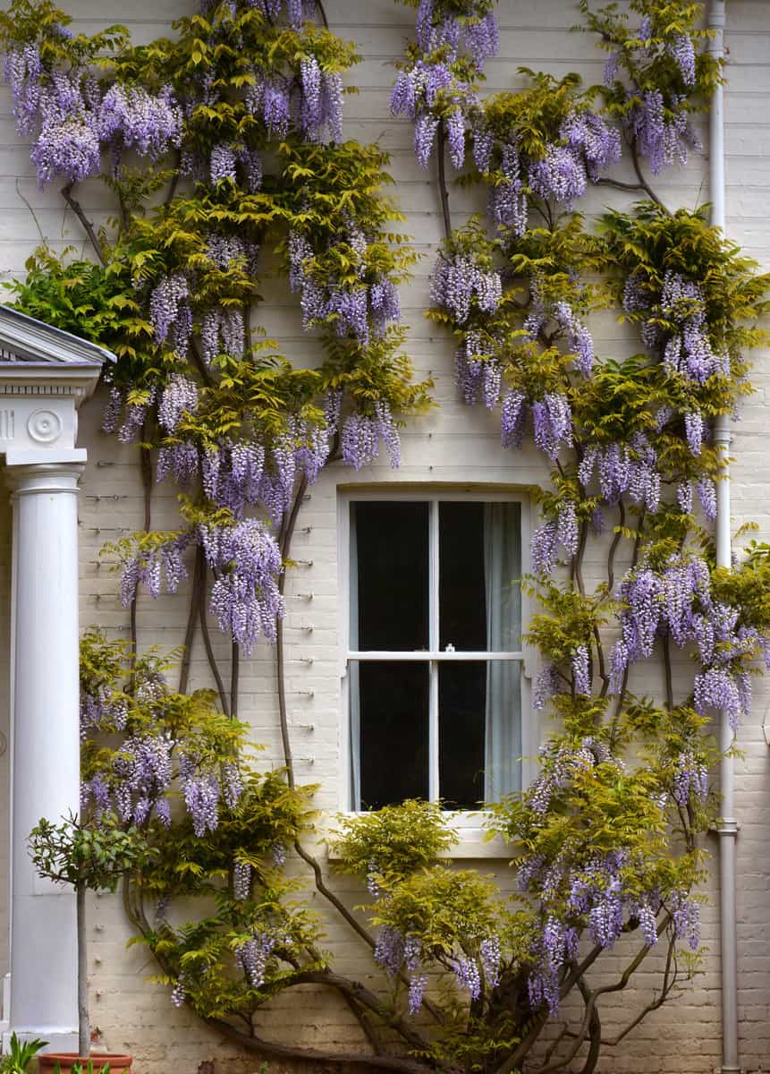 Wisteria growing against the white walls and around the widows of a period London House