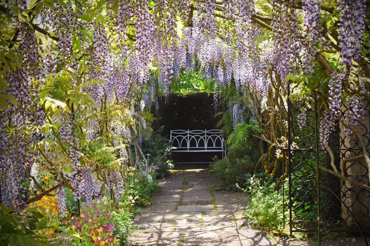 Wisteria in full blossom and trained over a garden seat