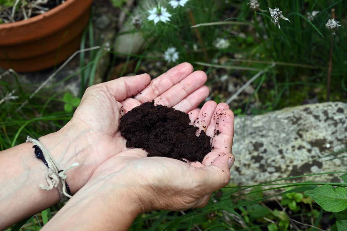 Woman holding a handful of coffee grounds