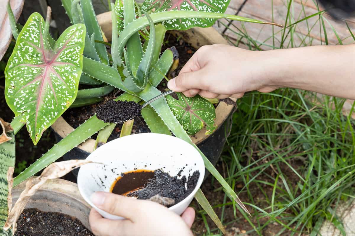 Woman pouring fresh coffee grounds to the aloe vera