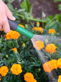 Woman watering marigolds with a hose, Are Marigolds Drought Tolerant [& Should They Be Watered Daily]?