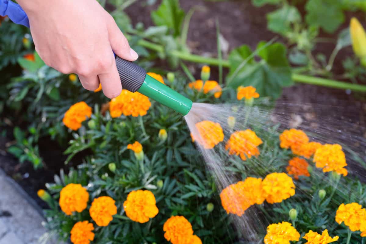 Woman watering tagetes (marigolds) with a hose