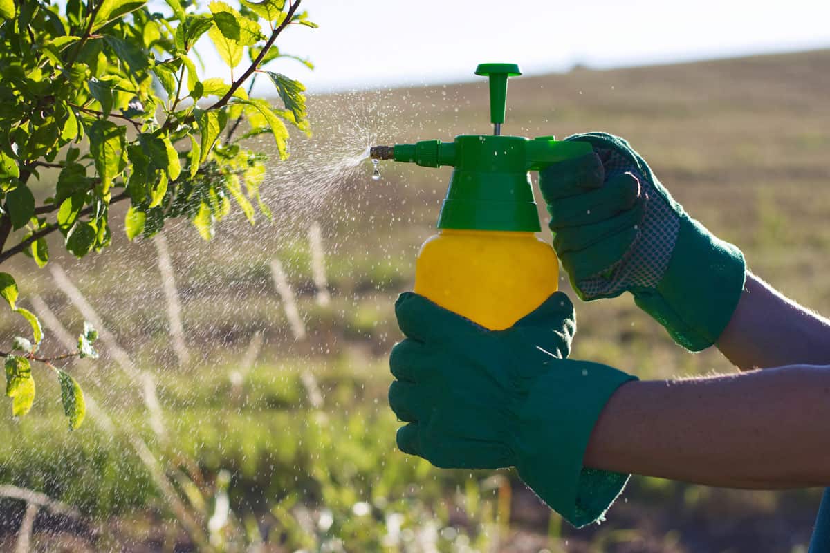 Woman with gloves spraying a leaves of fruit tree against plant diseases and pests