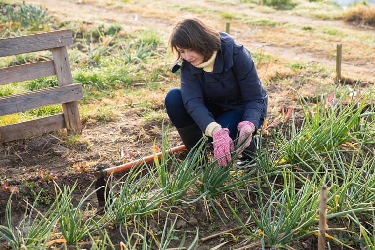 A woman with hoe in the garden with green onions, Can You Eat Onions Right Out Of The Garden After Picking? [Inc. White And Red]