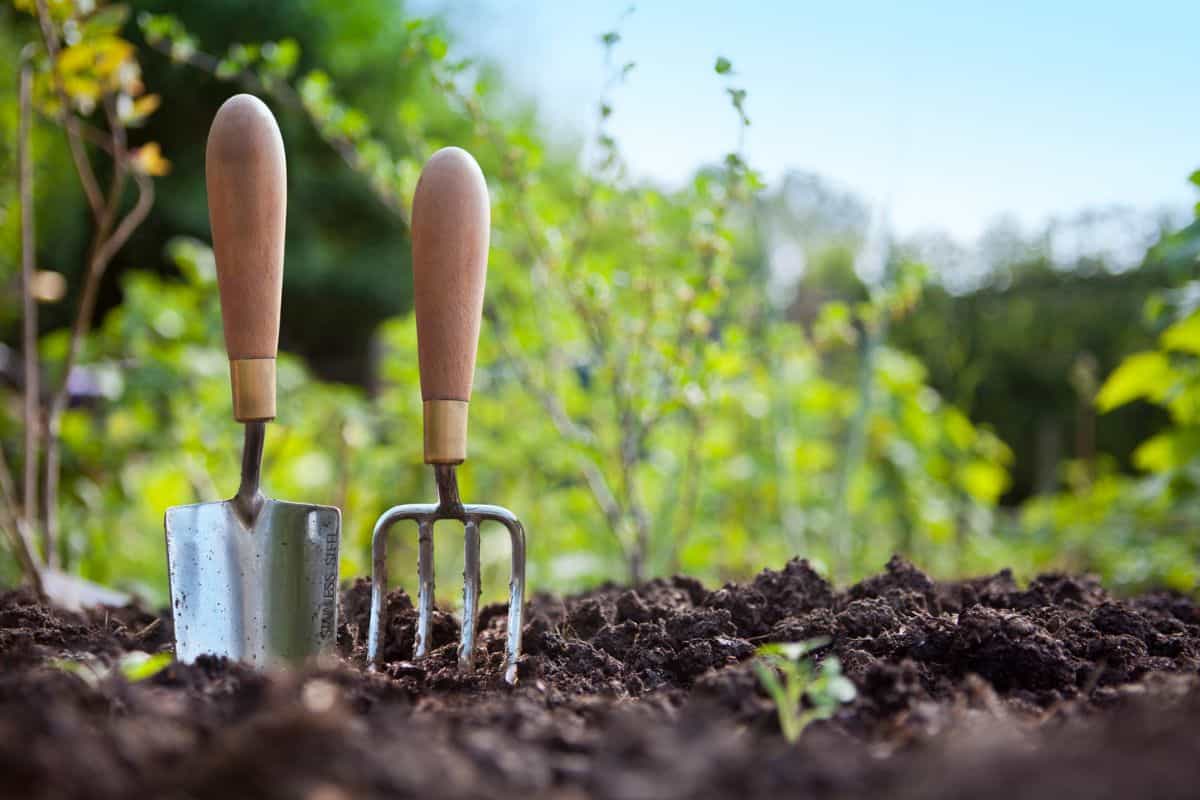 Wooden handled stainless steel garden hand trowel and hand fork tools standing in a vegetable garden border with green foliage behind and blue sky.