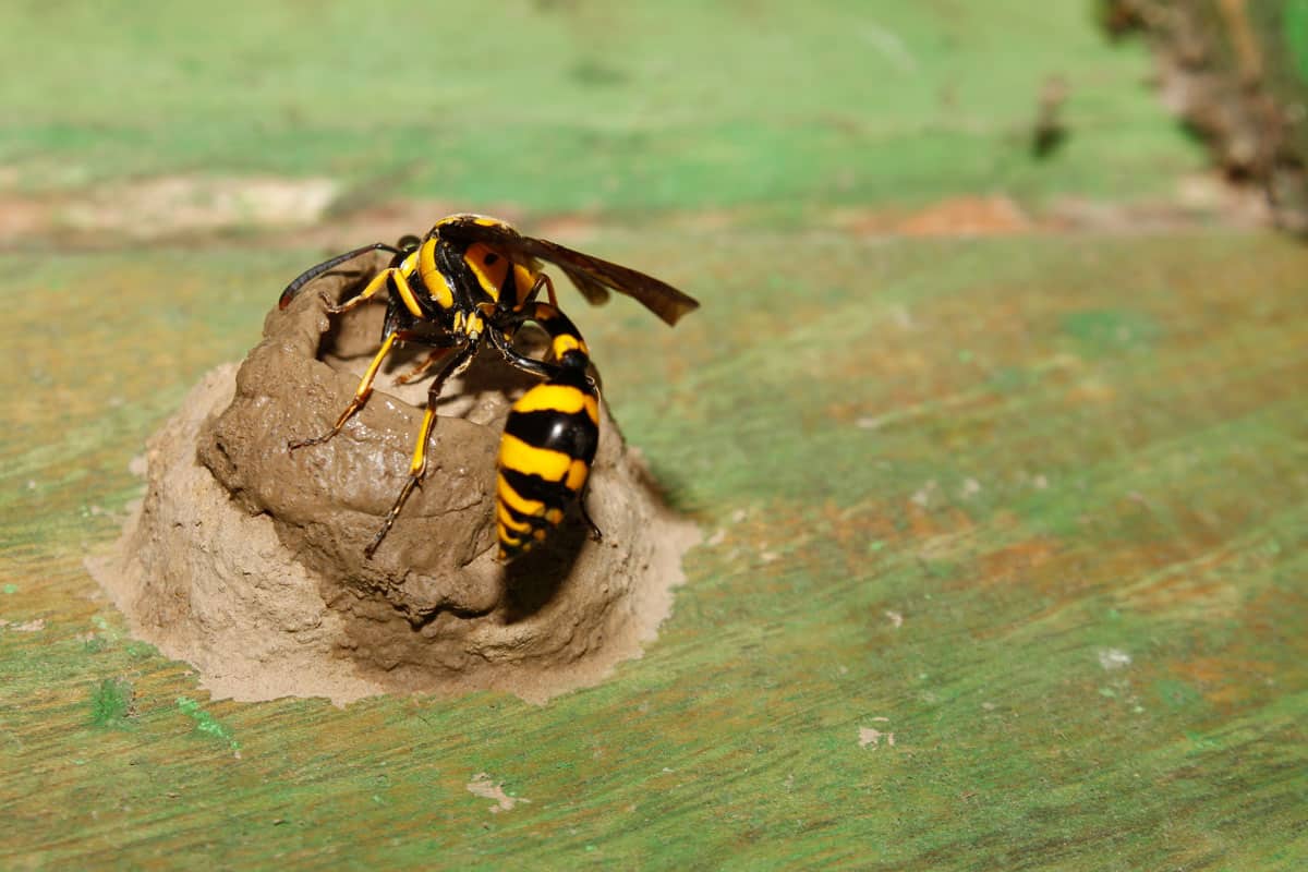 Yellow and Black Potter Wasp or mason wasp