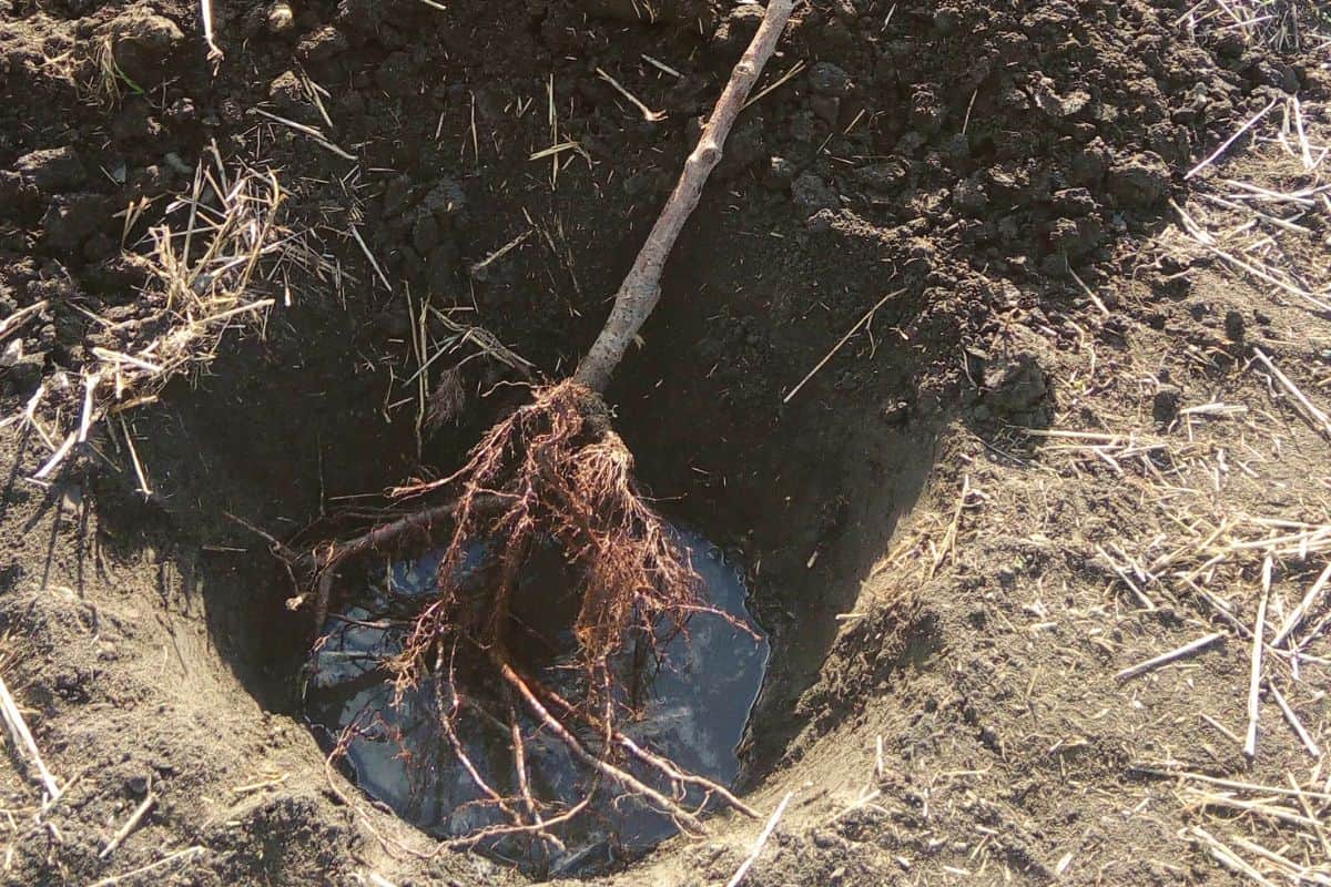 Young bare root tree in a hole waiting to be planted