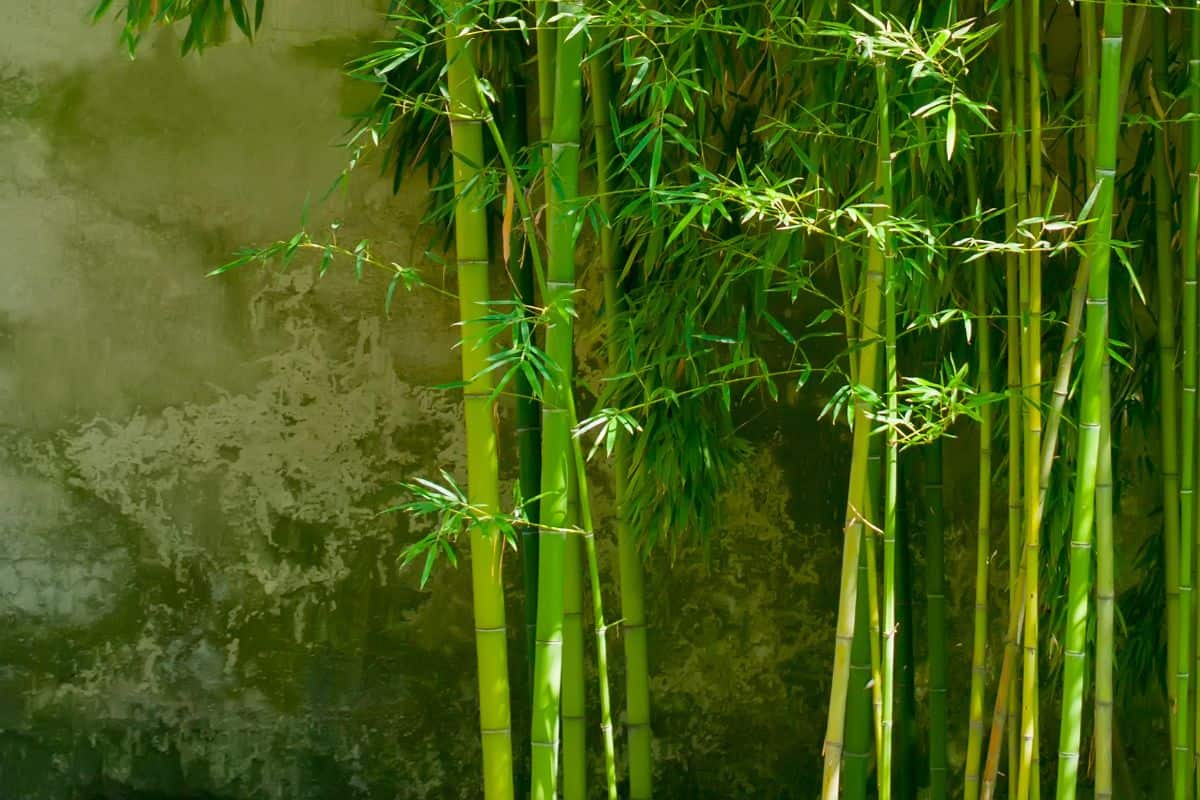 Young green stems and leaves of bamboo against the wall.