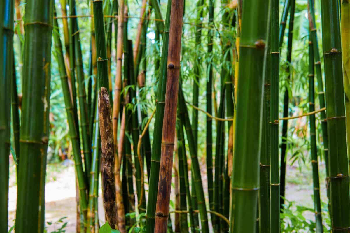a dying bamboo tree with brown color with green and yellow bamboo trees after rain in Thailand