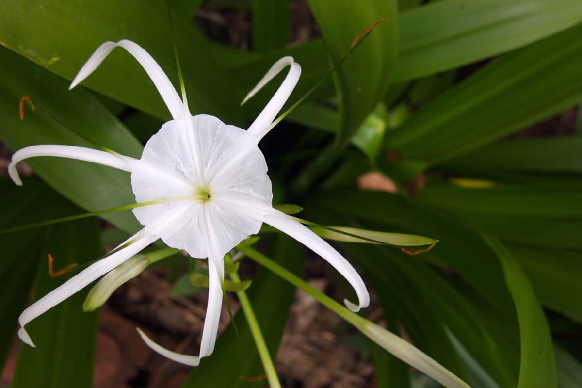 a white beach spider lily flower