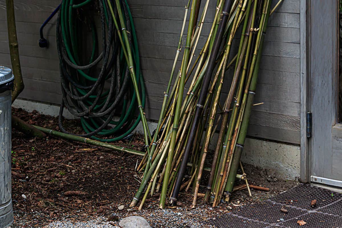 bamboo stakes leaning up against building with hose