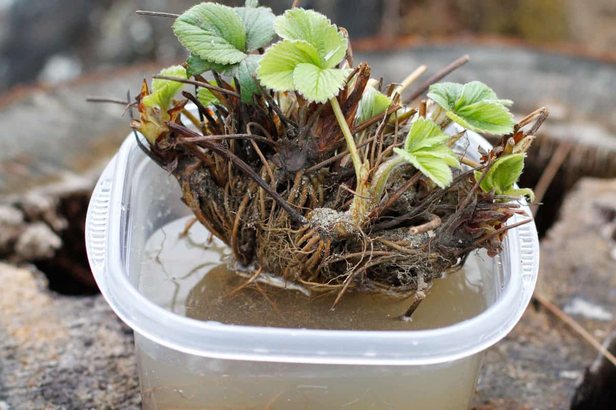bare root strawberry plants soaking in water and getting planted in a raised bed for a spring garden