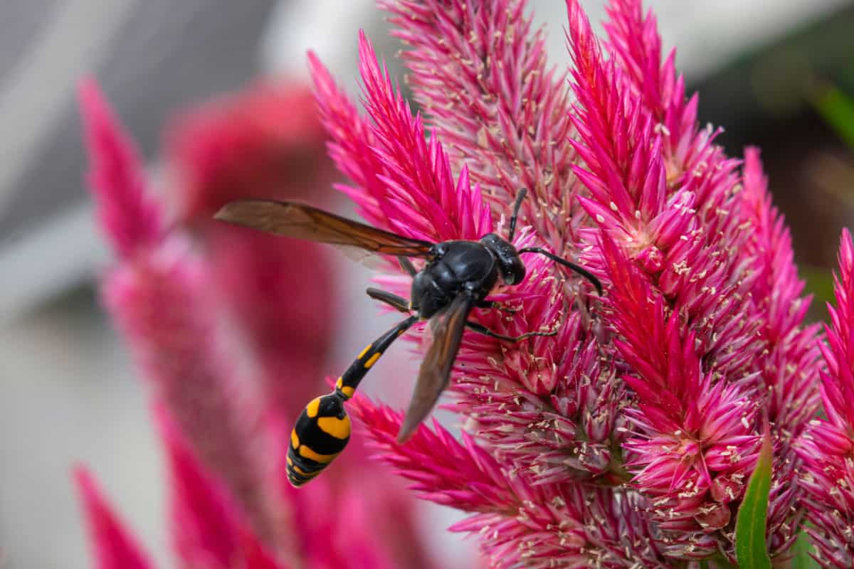 black and yellow mud dauber wasp looking for honey among the Selocia flowers