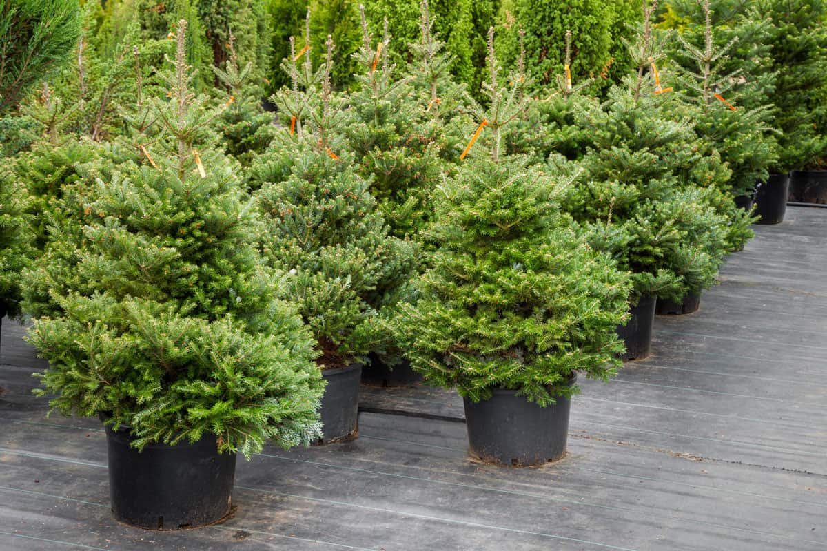 christmas-trees-pots-sale-on-the-market