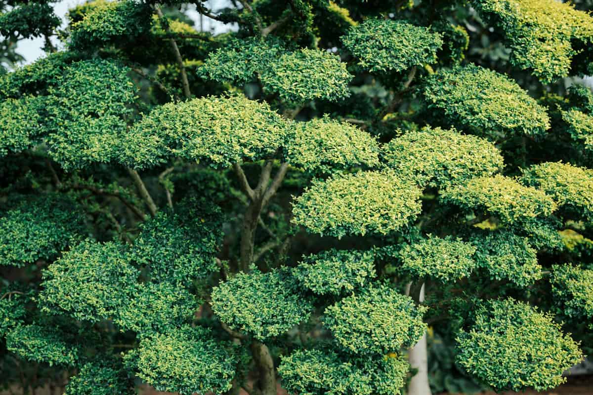 closeup-shot-blossom-japanese-holly-plants