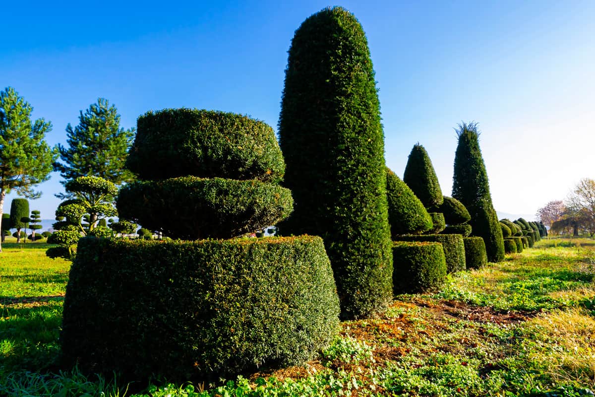 collection-topiary-evergreen-conifer-trees-differently