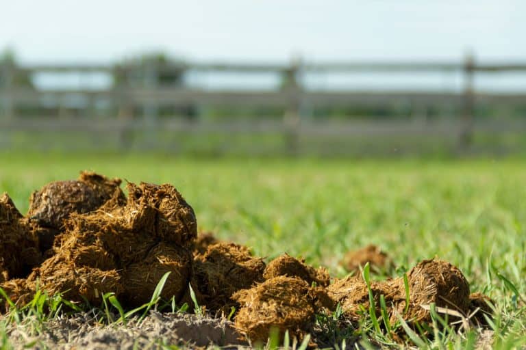 fresh-juicy-pile-horse-manure-on, Is Horse Manure Good For The Garden? [Is It Right For Yours?]