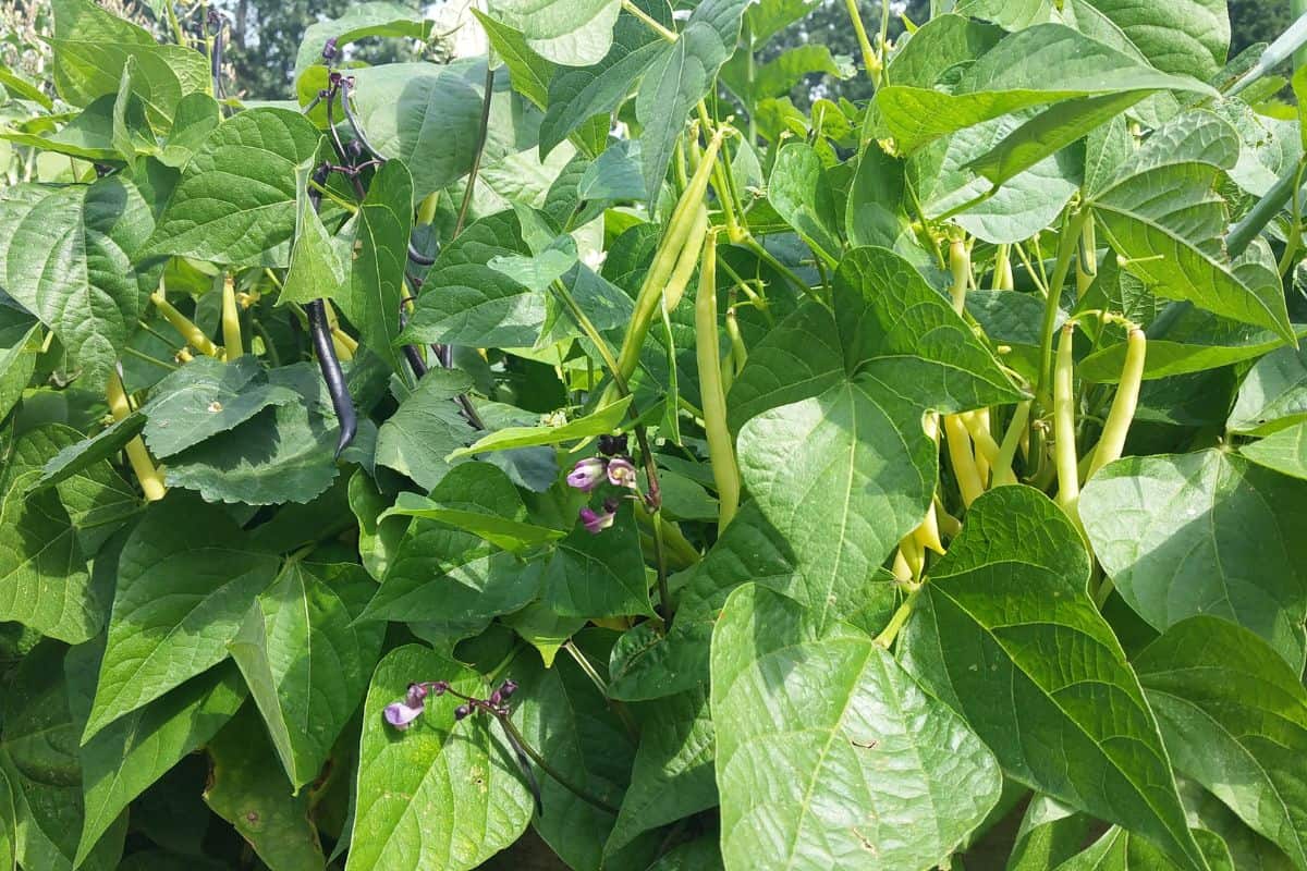 green bean plant with beans