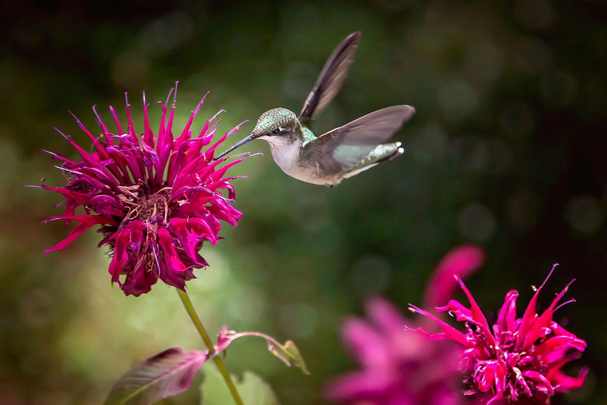 hummingbird-flight-feeding-on-bee-balm