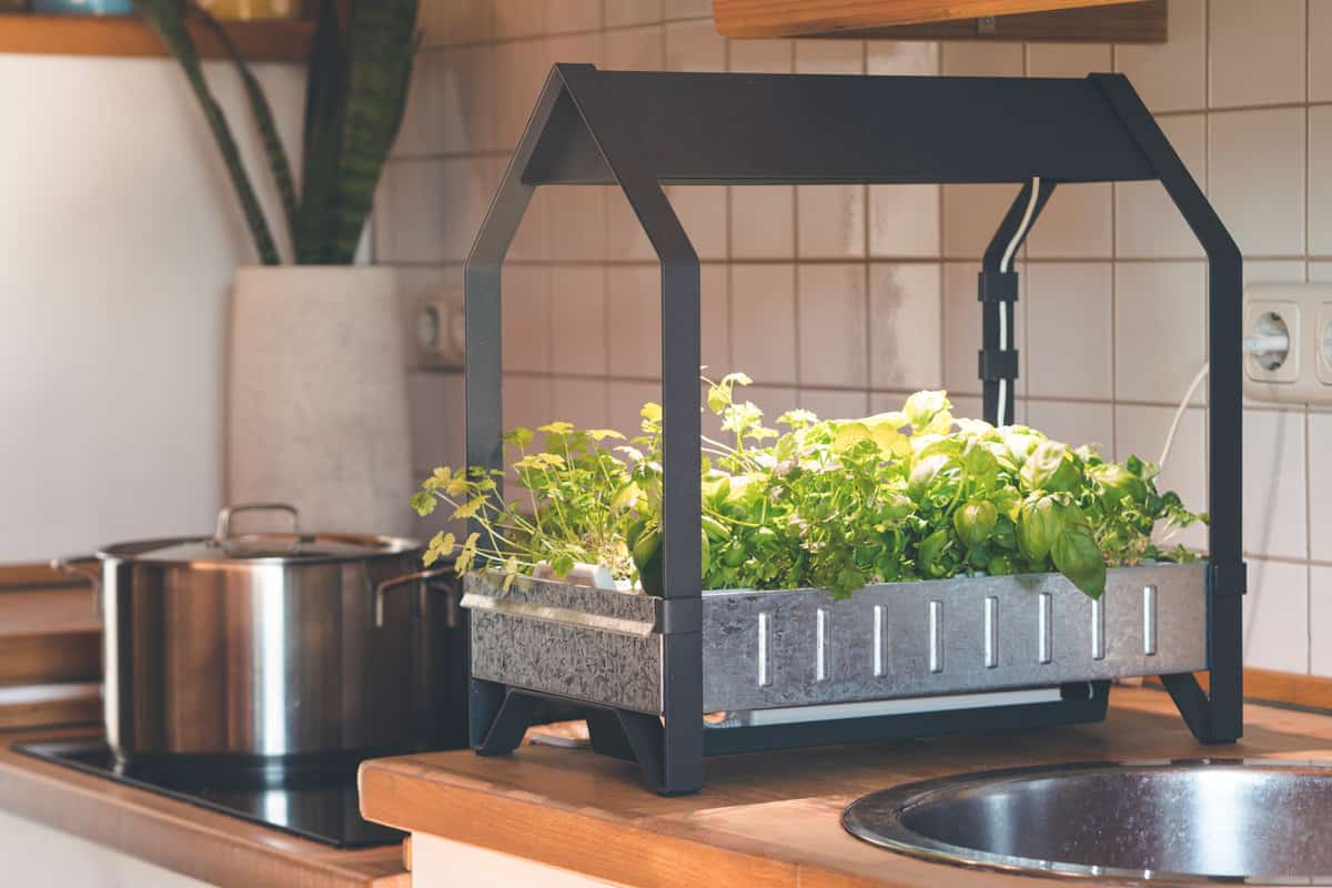 Hydroponic grown herbs and vegetables in own kitchen