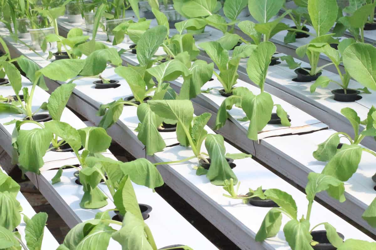 Hydroponic vegetables that wilt due to lack of fluids