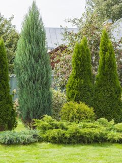 landscaping-conifers-mix-trees-shrubs, How To Shape A Conifer Tree Into A Spiral [Step By Step Guide]