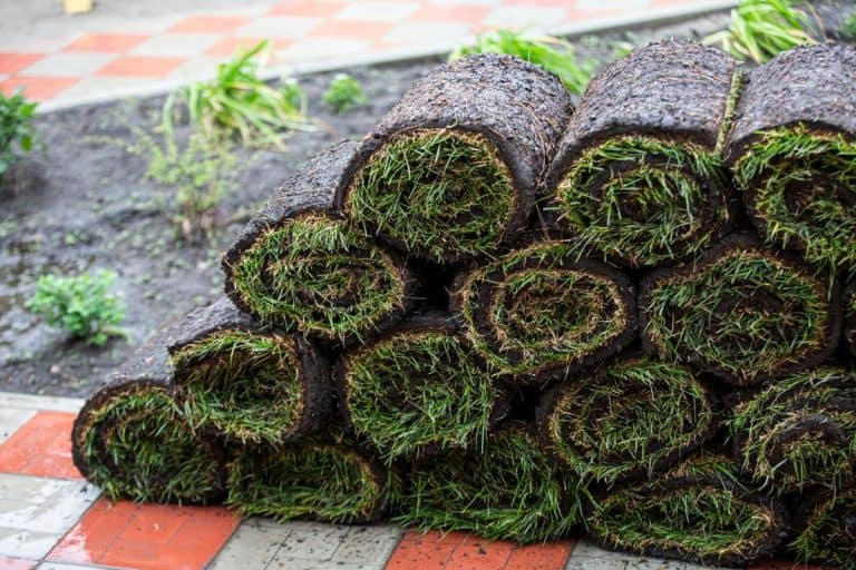 lawn in rolls. - Can You Use Old Turf To Fill A Raised Bed? Should You?