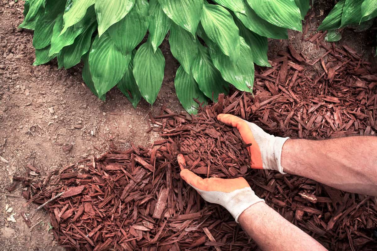 man-spreading-mulch-around-hosta-plants-in-garden