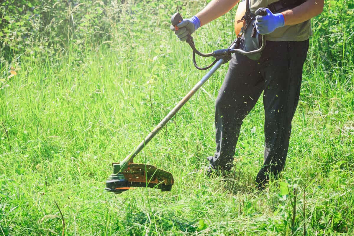 man using string trimmer for cutting grass in the garden