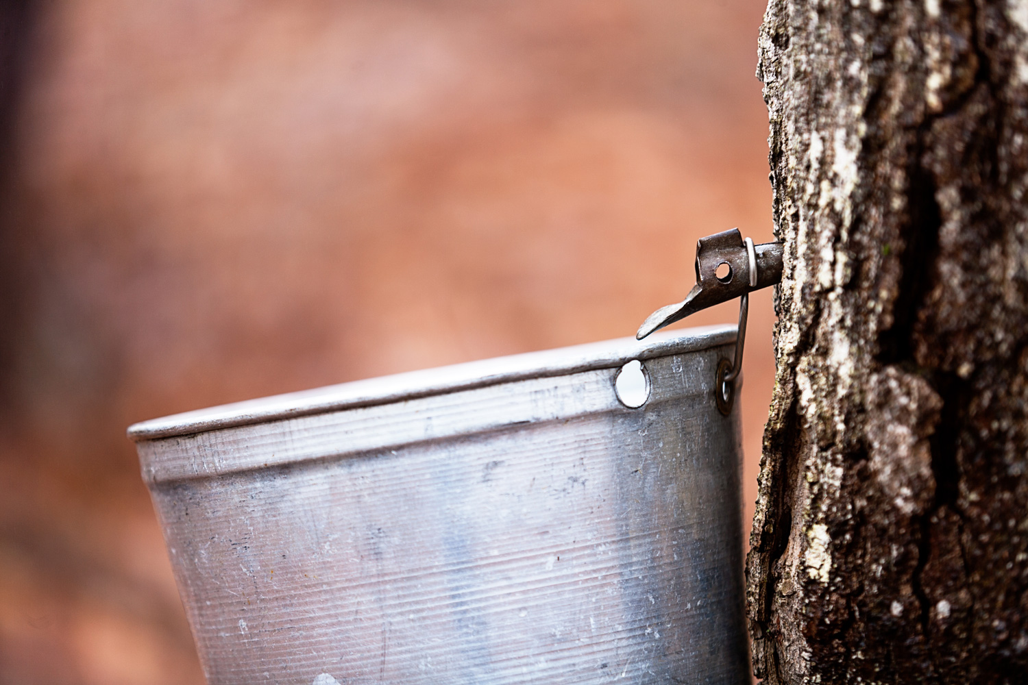 maple tree being tapped for sap to make maple syrup