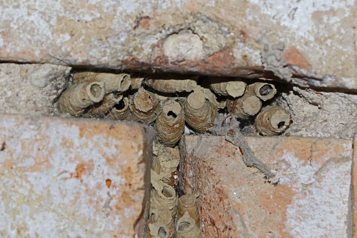 mud wasp or mud dauber or dirt dauber Latin Sceliphron caementarium wasp nests between brickwork in an old building in cen