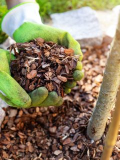 mulching flowerbed with pine tree bark mulch - How To Make A Mulch Bed From Scratch?[Step By Step Guide]