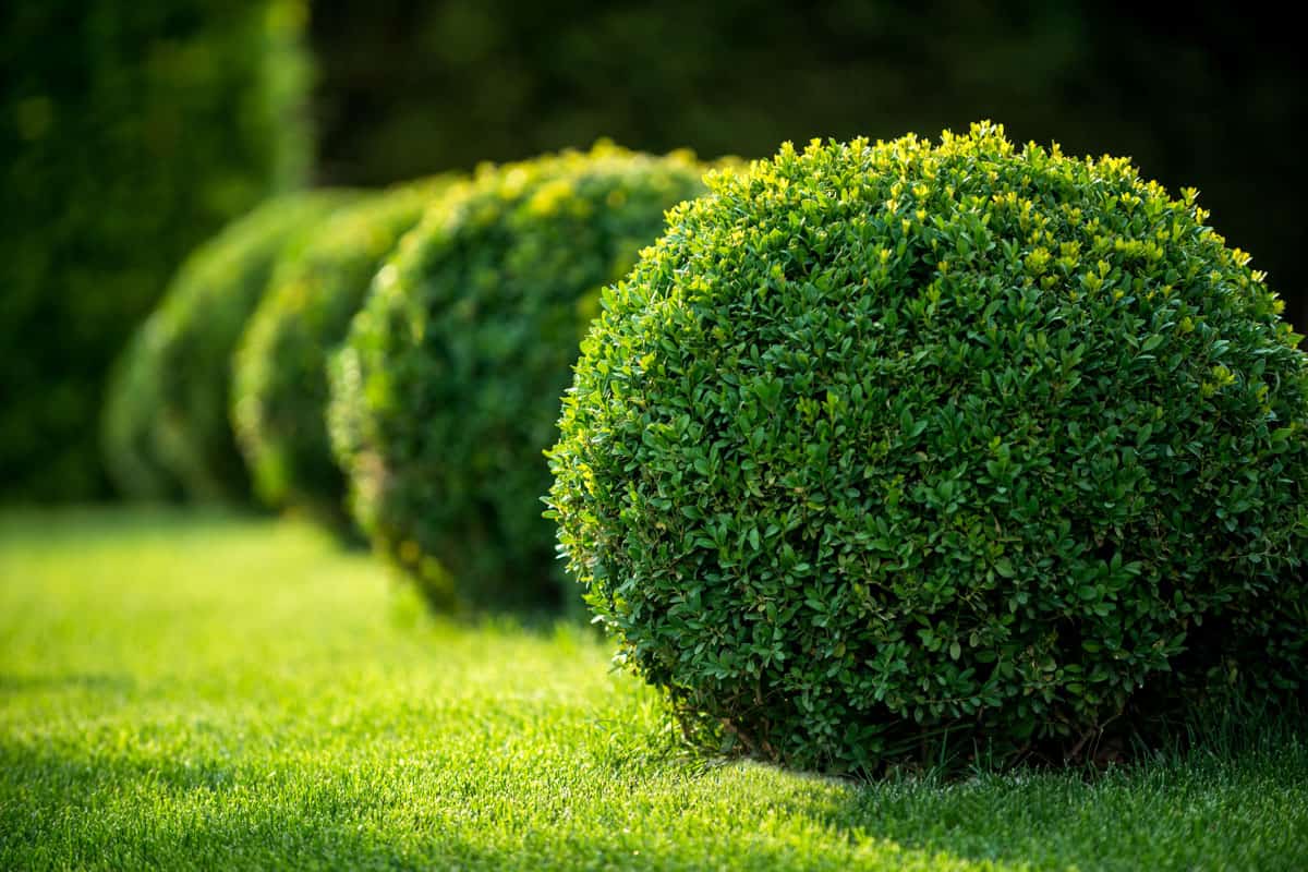 park-shrubs-green-lawns-landscape-design