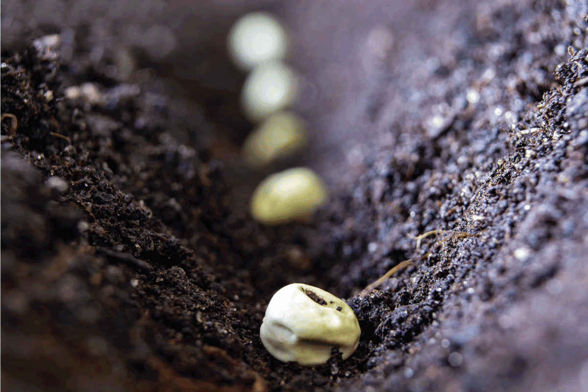 pea seeds when sowing on the background of the soil.