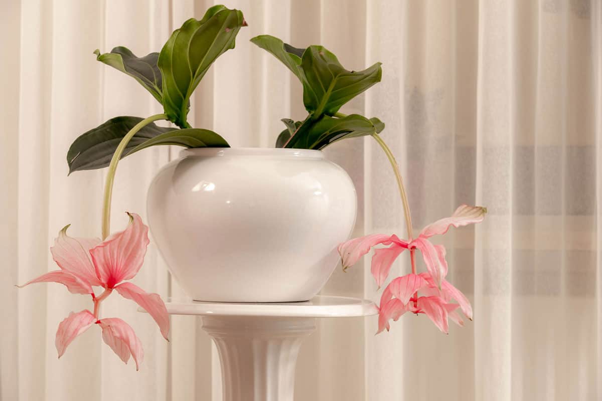 pink flower in the pot with sheer curtains window