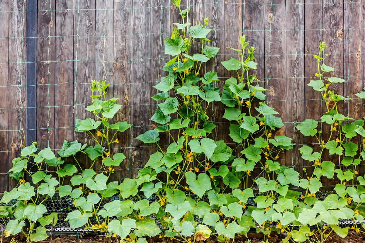 plant cucumbers growing on a vertical wooden surface with special mesh 