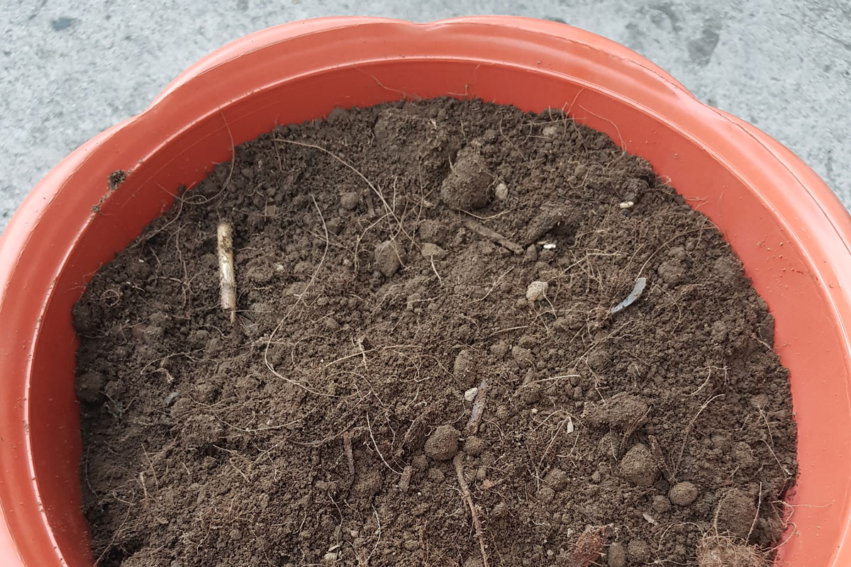 potted-soil-without-seedling
