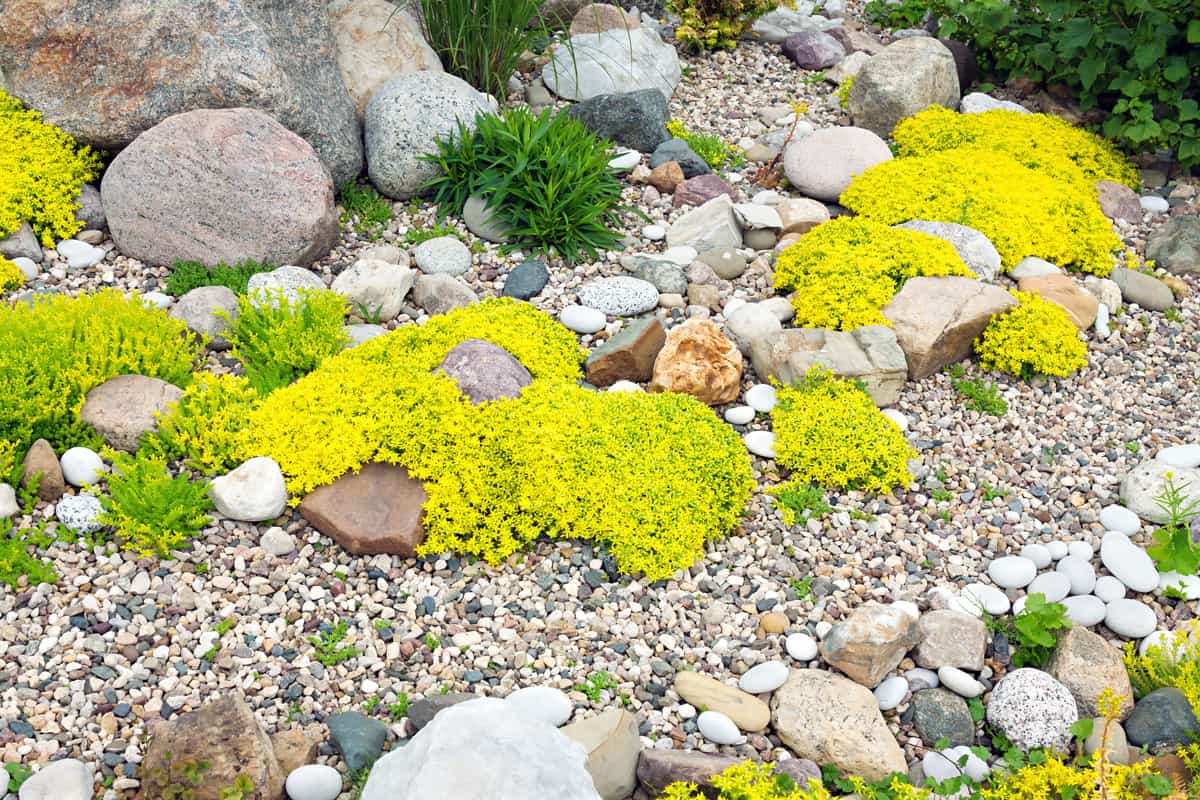 rockery rock garden. gardening background. gardener backyard design element. flowers sedum flowering spring