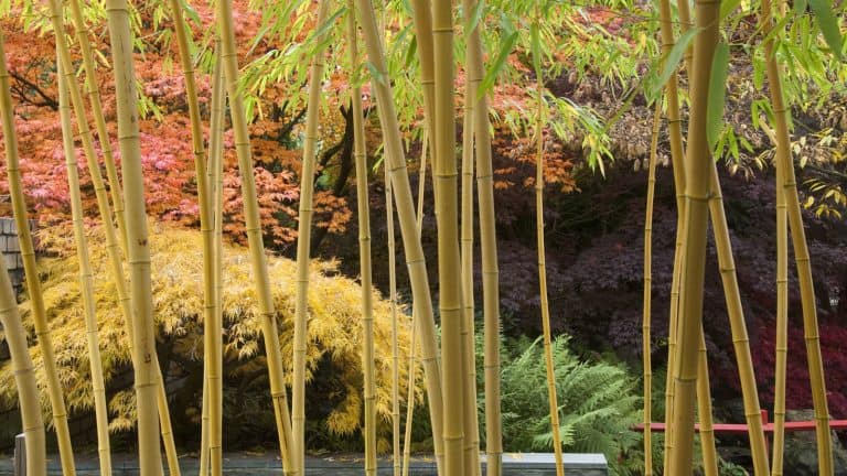 Tall yellow stems of a Phyllostachys vivax 'Aureocaulis', Will Bamboo Grow In North Facing Garden - 1600x900