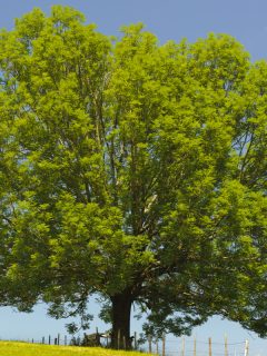 single ash tree with yellow branches and leaves, Why Is My Ash Tree Turning Yellow? Is It Dying?