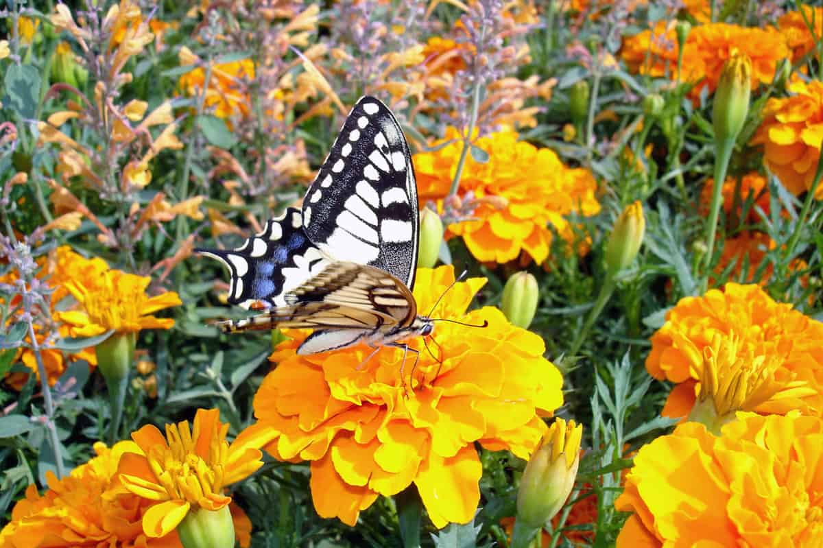 swallowtail butterfly (Papilio machaon) on Tagetes flower.