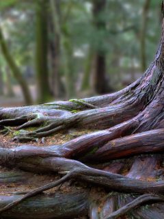 tree roots and green forest - How Do You Keep Tree Roots Out Of Raised Beds?