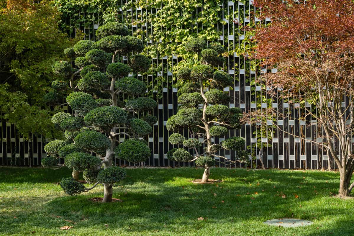 two-ilex-crenata-bonsai-japanese-holly on the park