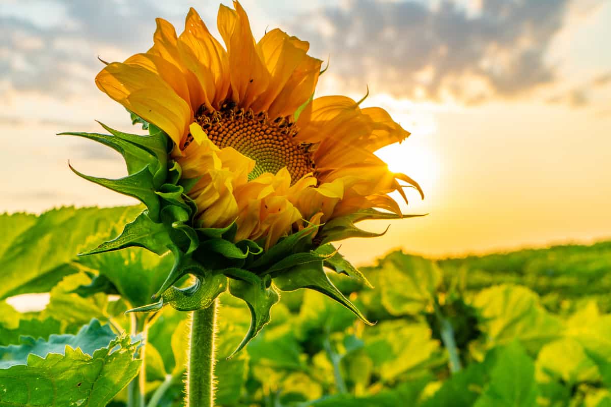Sunflower Field at Sunset, Cookstown, Ontario, Canada. 