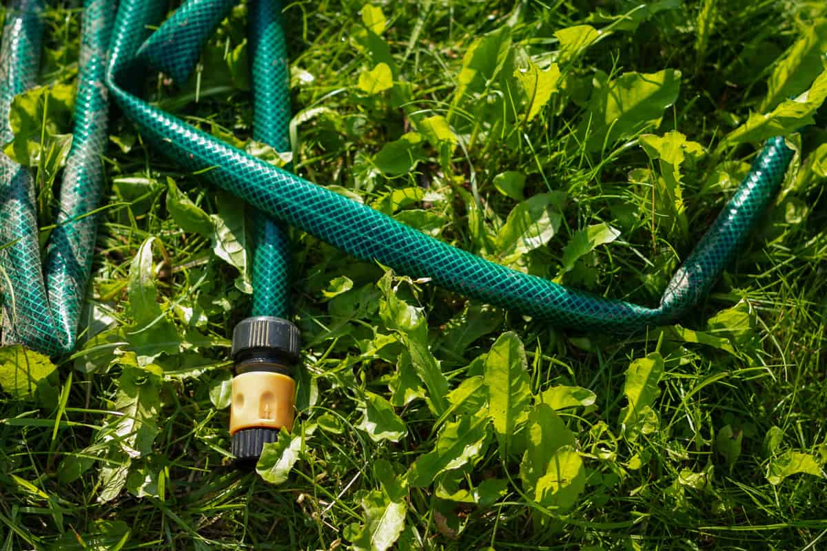 watering hose on a green lawn