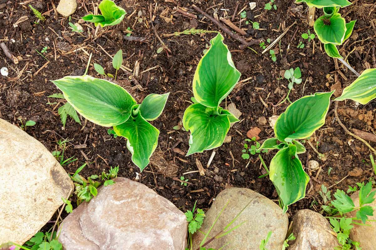Young sprouts of hosta in the spring in a flower bed