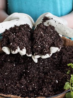 young-woman-holding-potting-soil-over, Does Potting Soil Go Bad If It Freezes?