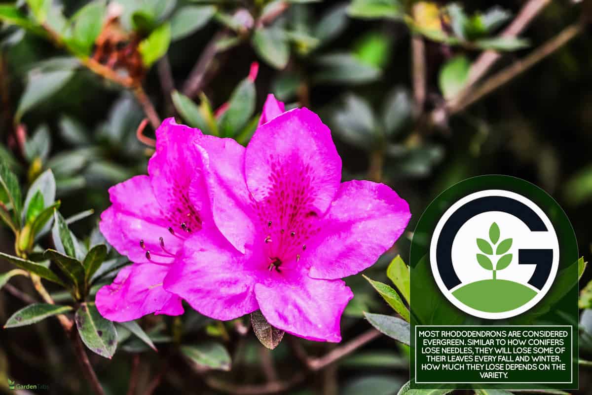 Saliyah or Azalea is a type of flowering plant from the Ericaceae family and the Rhododendron genus that grows in temperate climates. The flowers bloom in early summer and in fall lose their leaves., Do Rhododendrons Lose Their Leaves In The Fall/Winter?